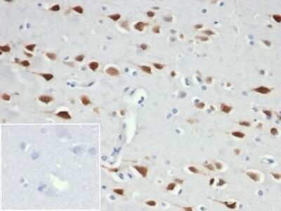 Immunohistochemistry-Paraffin: RBFOX3/NeuN Antibody (NeuN/6694R) [NBP3-13858]