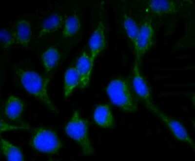 Immunocytochemistry/ Immunofluorescence: RBFOX3/NeuN Antibody (SR45-07) [NBP2-67314]