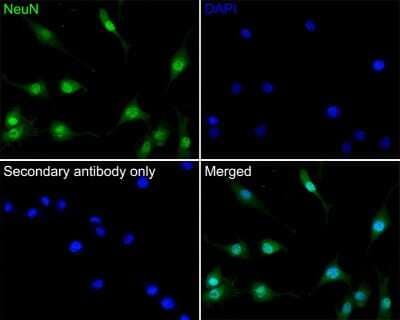 Immunocytochemistry/ Immunofluorescence: RBFOX3/NeuN Antibody (SR45-07) [NBP2-67314]