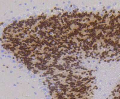 Immunohistochemistry-Paraffin: RBFOX3/NeuN Antibody (SR45-07) [NBP2-67314]