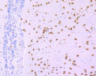 Immunohistochemistry-Paraffin: RBFOX3/NeuN Antibody (SR45-07) [NBP2-67314]