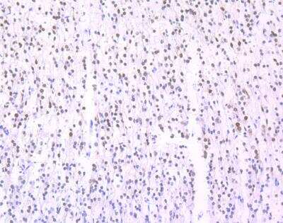 Immunohistochemistry-Paraffin: RBFOX3/NeuN Antibody (SR45-07) [NBP2-67314]