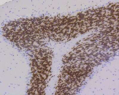 Immunohistochemistry-Paraffin: RBFOX3/NeuN Antibody (SR45-07) [NBP2-67314]