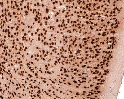 Immunohistochemistry-Paraffin: RBFOX3/NeuN Antibody (SR45-07) [NBP2-67314]