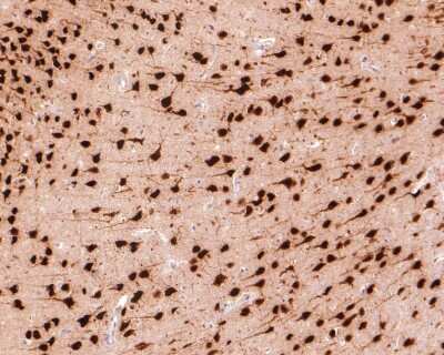 Immunohistochemistry-Paraffin: RBFOX3/NeuN Antibody (SR45-07) [NBP2-67314]