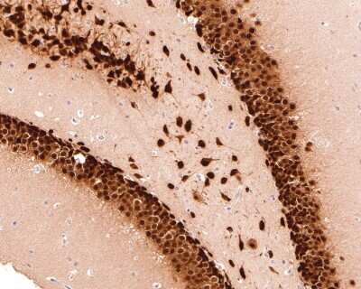 Immunohistochemistry-Paraffin: RBFOX3/NeuN Antibody (SR45-07) [NBP2-67314]