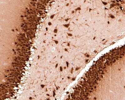 Immunohistochemistry-Paraffin: RBFOX3/NeuN Antibody (SR45-07) [NBP2-67314]