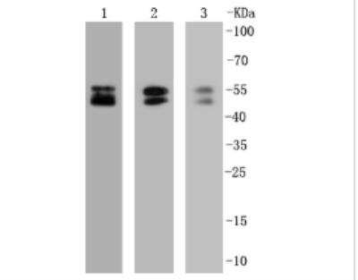 Western Blot: RBFOX3/NeuN Antibody (SR45-07) [NBP2-67314]