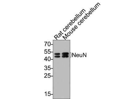 Western Blot: RBFOX3/NeuN Antibody (SR45-07) [NBP2-67314]
