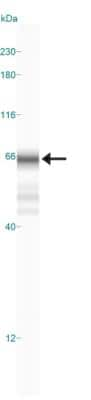 Simple Western: RBFOX3/NeuN Antibody [NBP1-92716]