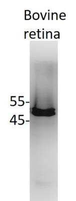 Western Blot: RBFOX3/NeuN AntibodyBSA Free [NBP1-77686]