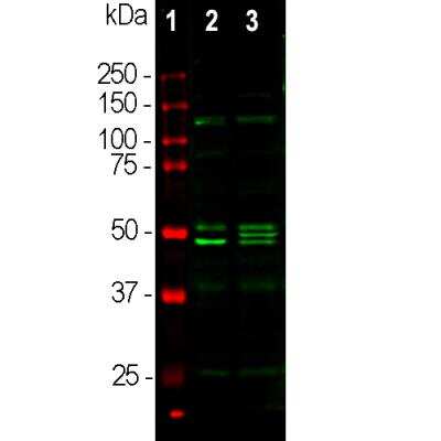 Western Blot: RBFOX3/NeuN Antibody [NBP1-92716]