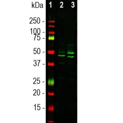 Western Blot: RBFOX3/NeuN Antibody [NBP3-05554]