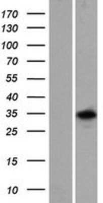 Western Blot: RBFOX3/NeuN Overexpression Lysate [NBP2-10659]