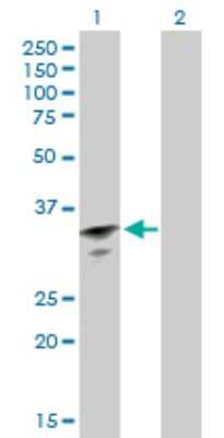 Western Blot: RBM11 Antibody [H00054033-B01P]