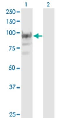 Western Blot: RBM12 Antibody (1D12) [H00010137-M05]