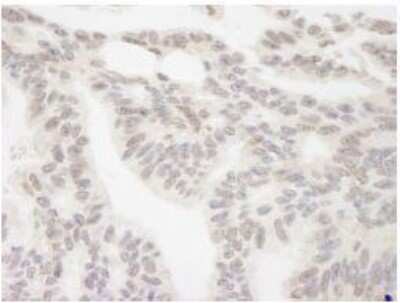 Immunohistochemistry-Paraffin: RBM12 Antibody [NB100-59846]