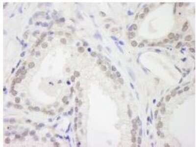 Immunohistochemistry-Paraffin: RBM12 Antibody [NB100-59846]