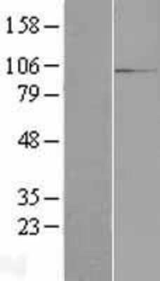 Western Blot: RBM12 Overexpression Lysate [NBP2-09826]