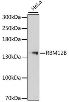 Western Blot: RBM12B AntibodyBSA Free [NBP2-93925]