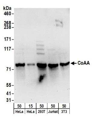 Western Blot: RBM14 Antibody [NB100-2884]