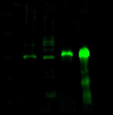 Western Blot: RBM15 Antibody [NBP2-98922]