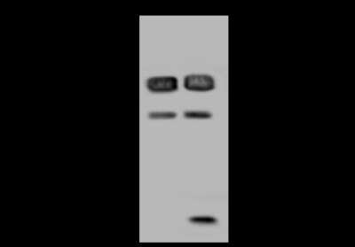 Western Blot: RBM17 Antibody [NBP2-97616]