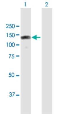 Western Blot: RBM19 Antibody [H00009904-B01P]