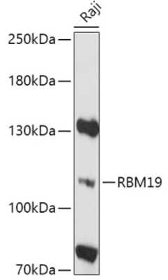 Western Blot: RBM19 AntibodyAzide and BSA Free [NBP3-05155]