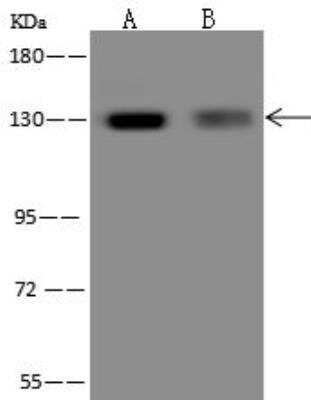 Western Blot: RBM19 Antibody [NBP3-12591]