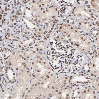 Immunohistochemistry-Paraffin: RBM22 Antibody [NBP1-85379]