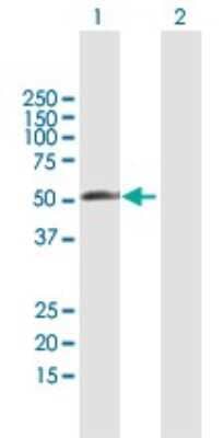 Western Blot: RBM23 Antibody [H00055147-B01P]