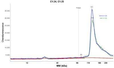 Simple Western: RBM25 Antibody [NBP1-83418]