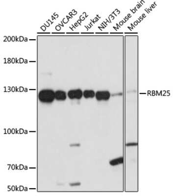 Western Blot: RBM25 AntibodyAzide and BSA Free [NBP2-93951]