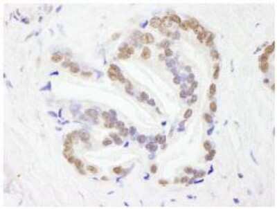 Immunohistochemistry-Paraffin: RBM26 Antibody [NB100-60408]