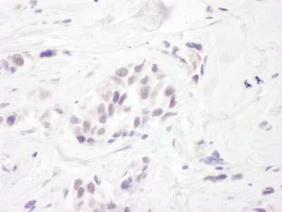 Immunohistochemistry: RBM27 Antibody [NB100-60426]