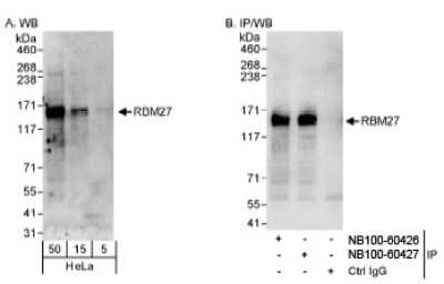 Western Blot: RBM27 Antibody [NB100-60426]