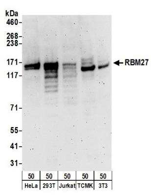 Western Blot: RBM27 Antibody [NB100-60426]