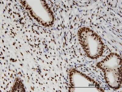 Immunohistochemistry-Paraffin: RBM3 Antibody (4D6) [H00005935-M06]