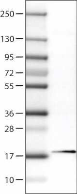 Western Blot: RBM3 Antibody (CL0296) [NBP2-52906]