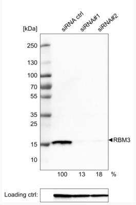 Western Blot: RBM3 Antibody (CL0296) [NBP2-52906]