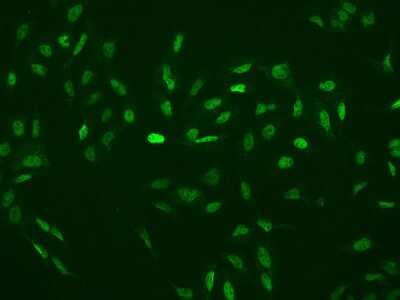 Immunocytochemistry/ Immunofluorescence: RBM3 Antibody [NBP2-97785]