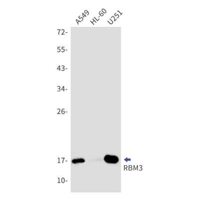 Western Blot: RBM3 Antibody (S02-0C1) [NBP3-19912]