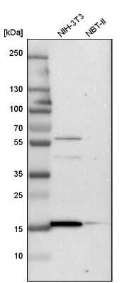 Western Blot: RBM3 Antibody [NBP1-81580]