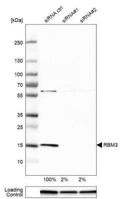 Western Blot: RBM3 Antibody [NBP1-81580]