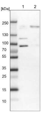 Western Blot: RBM33 Antibody [NBP1-84200]