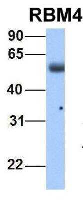 Western Blot: RBM4 Antibody [NBP1-57385]