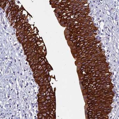 Immunohistochemistry-Paraffin: RBM41 Antibody [NBP1-83788]