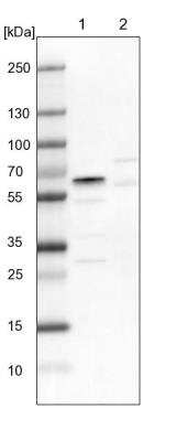 Western Blot: RBM42 Antibody [NBP1-82770]