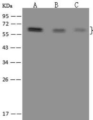 Western Blot: RBM42 Antibody [NBP3-12649]